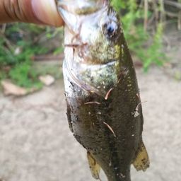 ラージマウスバス