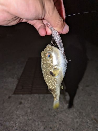 クサフグの釣果