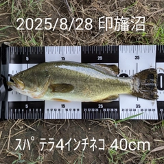 ブラックバスの釣果