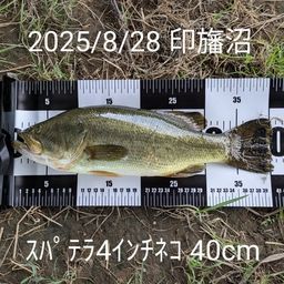 ブラックバス
