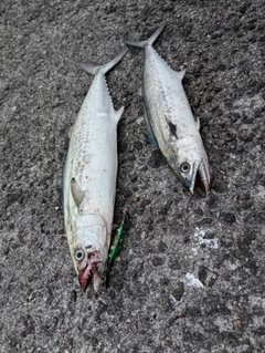 サゴシの釣果