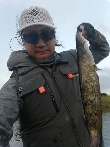 ナマズの釣果