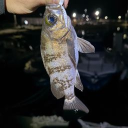 メバル