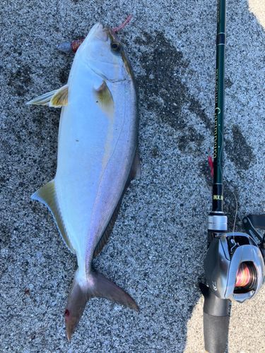 ネイリの釣果