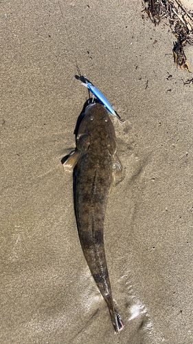 マゴチの釣果