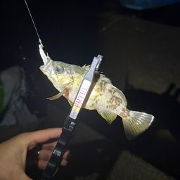 メバル