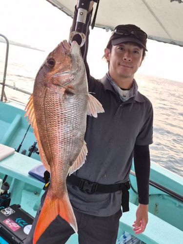 マダイの釣果