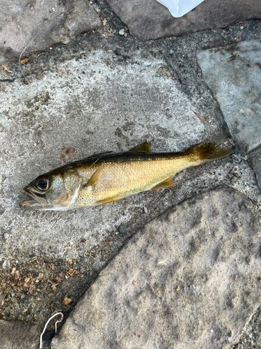 ムツの釣果