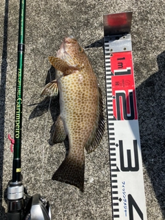 オオモンハタの釣果