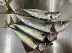 サバの釣果