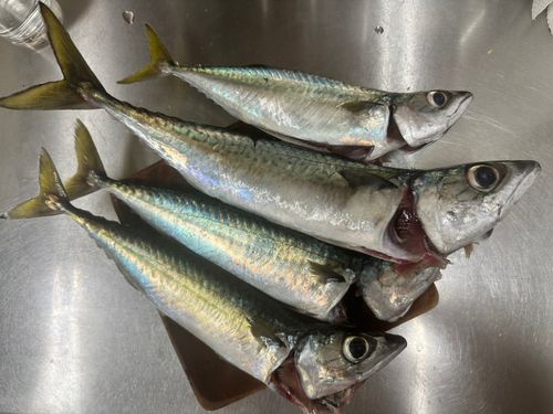 サバの釣果