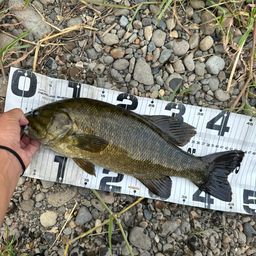 スモールマウスバス