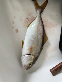 シオの釣果