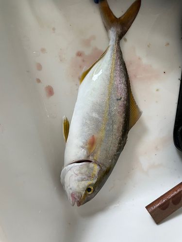 シオの釣果