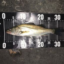 セイゴ（マルスズキ）