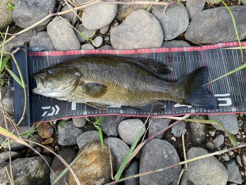 最上川中流で釣れたブラックバスの釣り・釣果情報