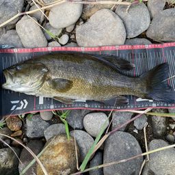 スモールマウスバス