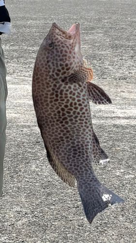 オオモンハタの釣果