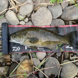 スモールマウスバス