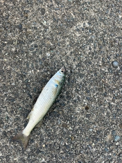 ボラの釣果