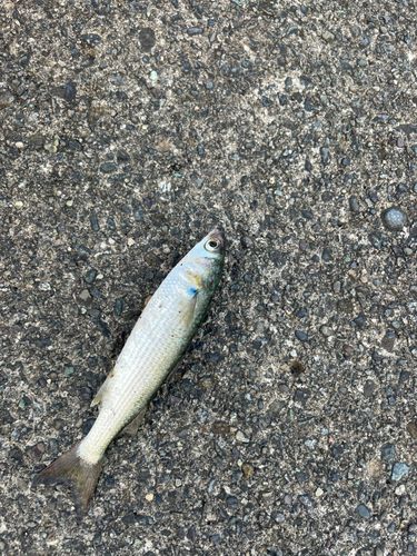 ボラの釣果
