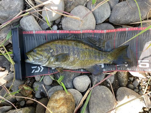 スモールマウスバスの釣果