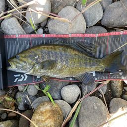 スモールマウスバス