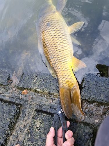 コイの釣果