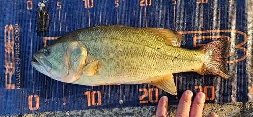 ブラックバスの釣果