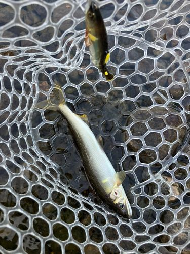 アユの釣果