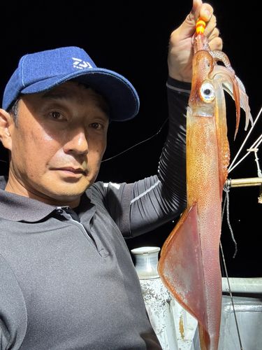 ケンサキイカの釣果