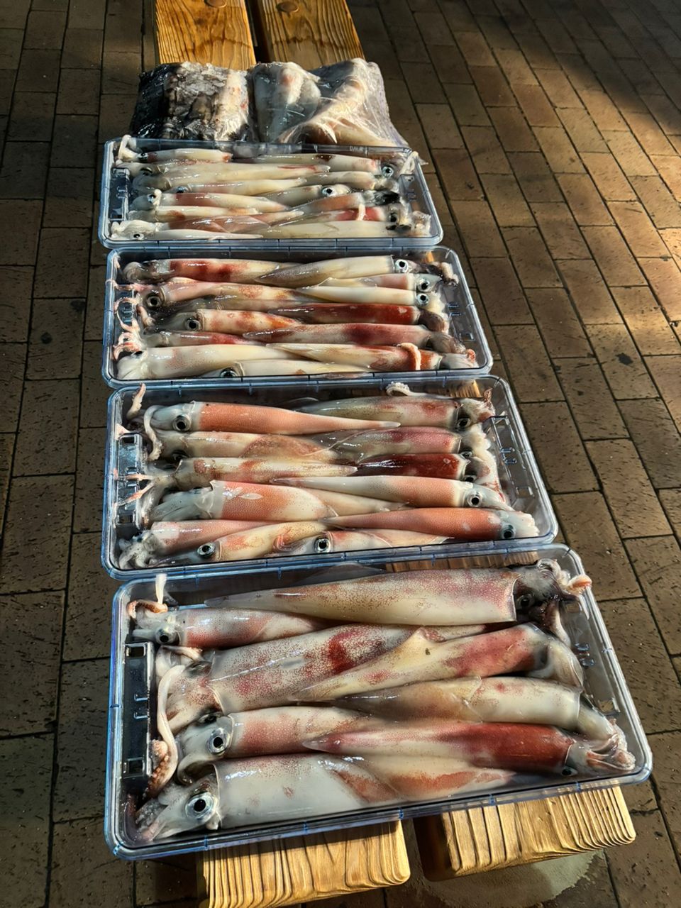 タッチーさんの釣果 2枚目の画像