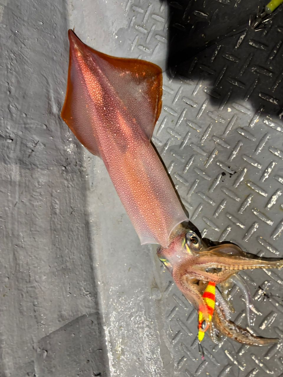 タッチーさんの釣果 3枚目の画像