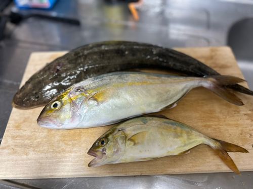 ショゴの釣果