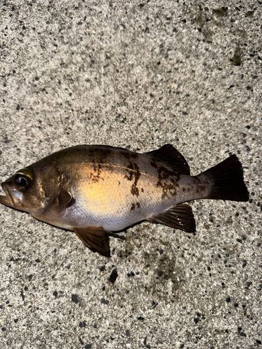 メバルの釣果