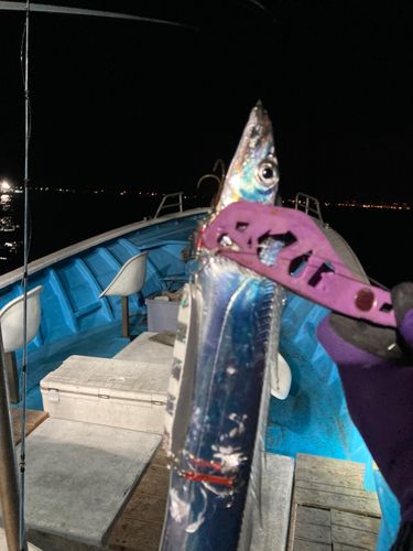 タチウオの釣果