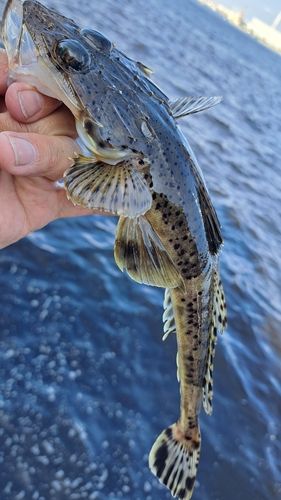 イネゴチの釣果