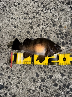 メバルの釣果
