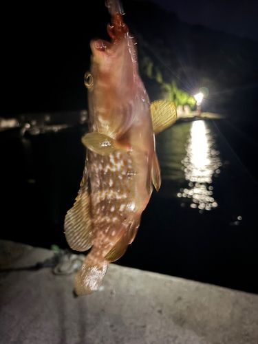 キジハタの釣果