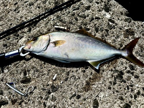 カンパチの釣果