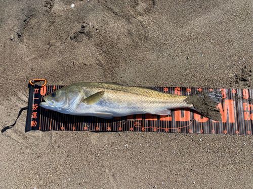 スズキの釣果