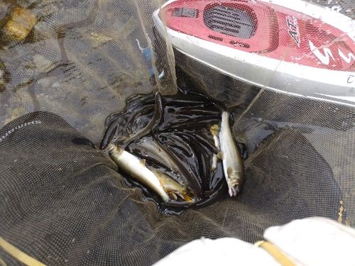 アユの釣果