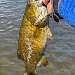 スモールマウスバス