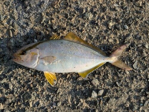 カンパチの釣果
