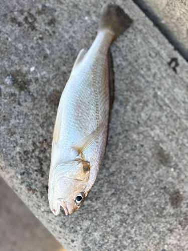 シログチの釣果