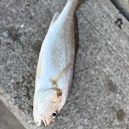 シログチ