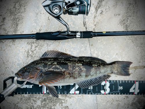 アイナメの釣果