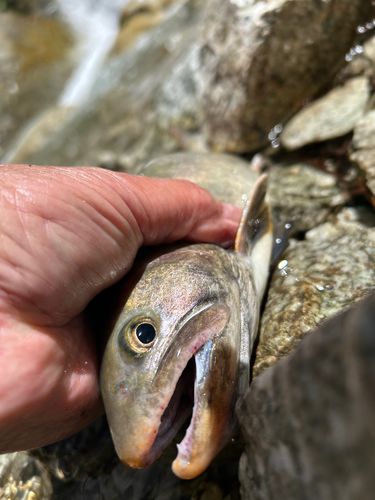 イワナの釣果