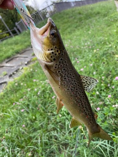 ブラウントラウトの釣果
