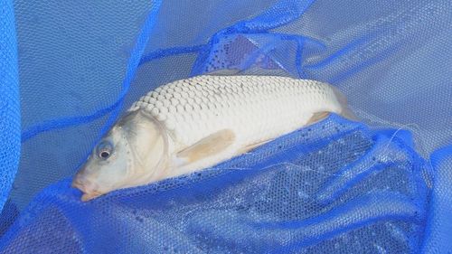 コイの釣果